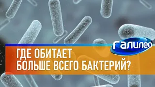 Галилео 🦠 Где обитает больше всего бактерий?