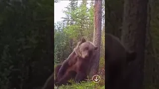 Bear rubs his back on a tree#shorts