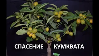 Спасение кумквата. Кумкват из Оскар Тинтори. Сохнут ветки и опадают листья