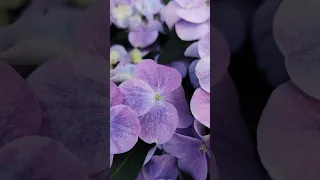 Френч Болеро!🌸🌸🌸Шок-Цветение!😇