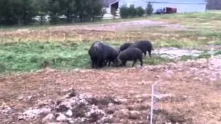 Large Black Pigs on Pasture