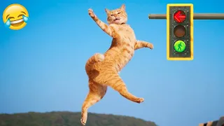 Try Not to Laugh 2024😁 New Funny Dog and Cat Video 😹🐶 Part 16