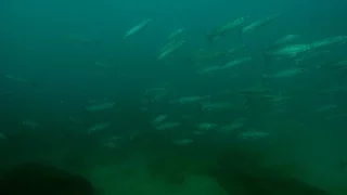 דייג בצלילה חופשית - בורים ברדוד - 16.12.15 - Spearfishing Israel - Grey Mullets in shallow waters