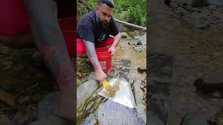 Sluice Gold!!!! 💥🌩🔥 #goldprospecting #goldpanning #goldsluice #goldnuggets #goldnugget #treasure