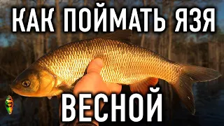 Как поймать язя весной? Делимся секретами!