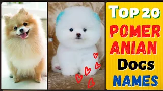 Top 20 Dog Names | Names for Pomeranian | Dog Channel | Dog Name New | #Unique #Dog #Names #puppy