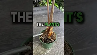 Alocasia Plant Care tips