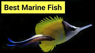 Top 6 Saltwater Aquarium Fish