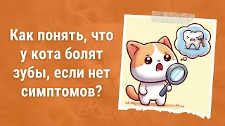 😼 Как понять, что у кота болят зубы, если нет никаких очевидных симптомов, никаких признаков боли?