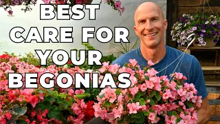 Best Care Tips for Your Begonias - Talking About Tuberous & Hiemalis Begonias
