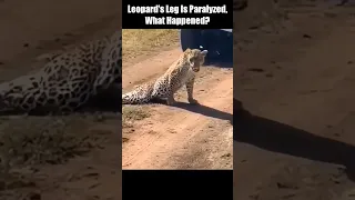 Leopard's Leg Is Paralyzed, What Happened??