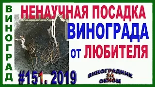 🍇 После ТАКОЙ посадки ВИНОГРАД служит десятки лет. Посадка саженца винограда осенью или весной.