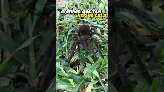 ARANHAS que VOCÊ tem na sua CASA | #shorts