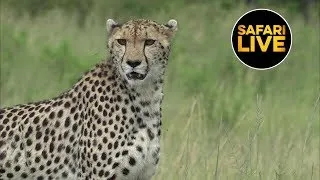 safariLIVE - Sunrise Safari - March 15, 2019