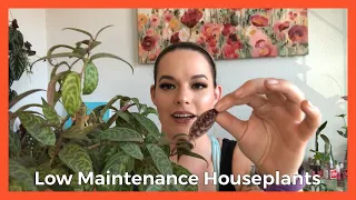 Top 5 Low Maintenance Houseplants