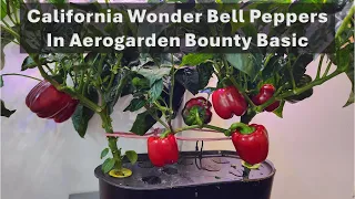 California Wonder Bell Peppers in Aerogarden Bounty Basic