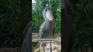 This is Why Shoebills are Most Weirdest Bird | Animal Facts |#shorts #animalfacts #shoebill