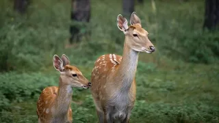 Spring Awakening - Animals and Birds Say Hello To Springtime