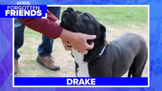 Drake's owner never showed to reclaim him, now he's in danger of being euthanized | Forgotten Friend