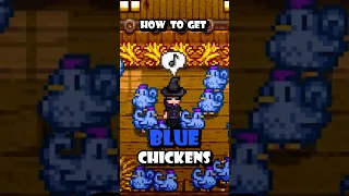 Blue Chickens are the BEST! I love them
