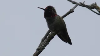 male anna's hummingbird singing 4k