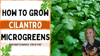 How to Grow Cilantro Microgreens - Full Walkthrough - On The Grow