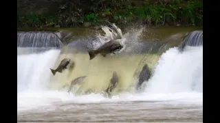 Viktor Schauberger, Fish Are Swum, Vortex Suction and Levitation