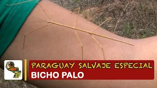 Paraguay Salvaje Especial: Bicho palo