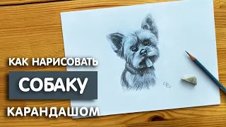 Как нарисовать собаку простым карандашом | Рисунок для начинающих легко и поэтапно