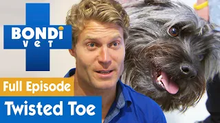 🐶 Terrier Dog Has Brutally Twisted Toe | FULL EPISODE | S8E2 | Bondi Vet