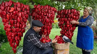 Farm to Table： Crafting Homemade Bell Pepper Paste from Gard