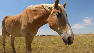 Starved Belgian Draft Horse rescued from slaughter 1 year later. Update on Anna living her best life