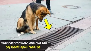 Ang Aso na ito ay Nakatingin sa Drainage Araw Araw at ng Buksan Nagulat Sila sa Kanilang Nakita