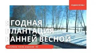 Ягодная плантация ранней весной (голубика)