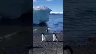 Looking at penguins in Antarctica