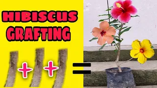 Hibiscus Plants Grafting | Multiple Colours Hibiscus Flowers in one plants | #gautamsgarden