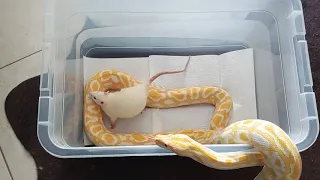 Dwarf Tigerpython Fütterung