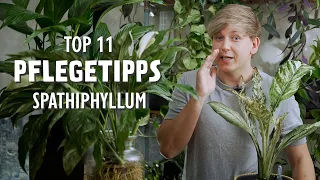 So blüht dein Einblatt 😲 Die TOP 11 Pflegetipps für dein Spathiphyllum!