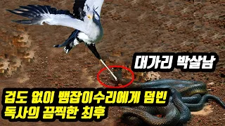 뱀잡이수리 VS 블랙맘바 최강의 맹독을 지닌 독사의 대가리를 산채로 먹어치우고 있습니다 겁도 없이 뱀잡이수리에게 덤빈 독사의 끔찍한 최후