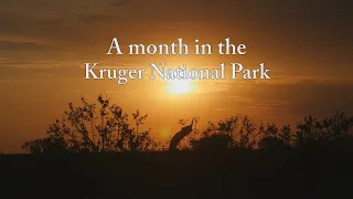 Month in the Kruger 10bt 25P 4K