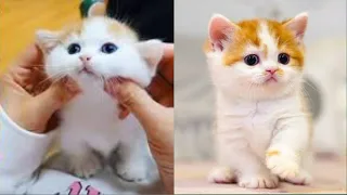 Baby Cats - Cute and 😂 Funny Cat Videos Compilation #32 || Cutest Kitten