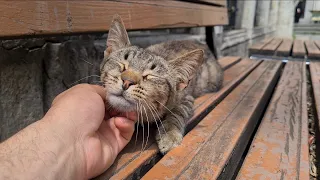 Very friendly homeless tabby cat.