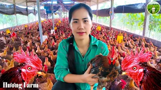 FULL VIDEO: Huong Farm Raising and Caring for 55 Day Old Chickens - Chicken Farm Cleaning