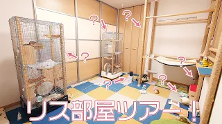 【リス部屋ツアー】シマリスが暮らしている部屋ってどんななの？