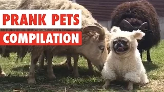 Prank Pets | Funny Pet Video Compilation 2017