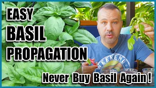 Easy BASIL Propagation - NEVER Buy Basil Again!