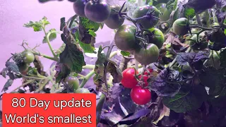 world's smallest tomatoes plants Day 80. #garden #plants