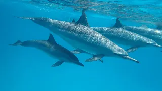 Dolphins at Sataya Reef