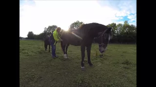 How to know if your horse enjoys scratches