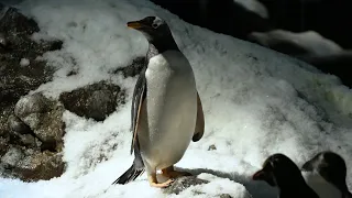 Winter's Planet Penguin